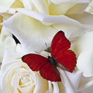 Meet your Posher, Arlene